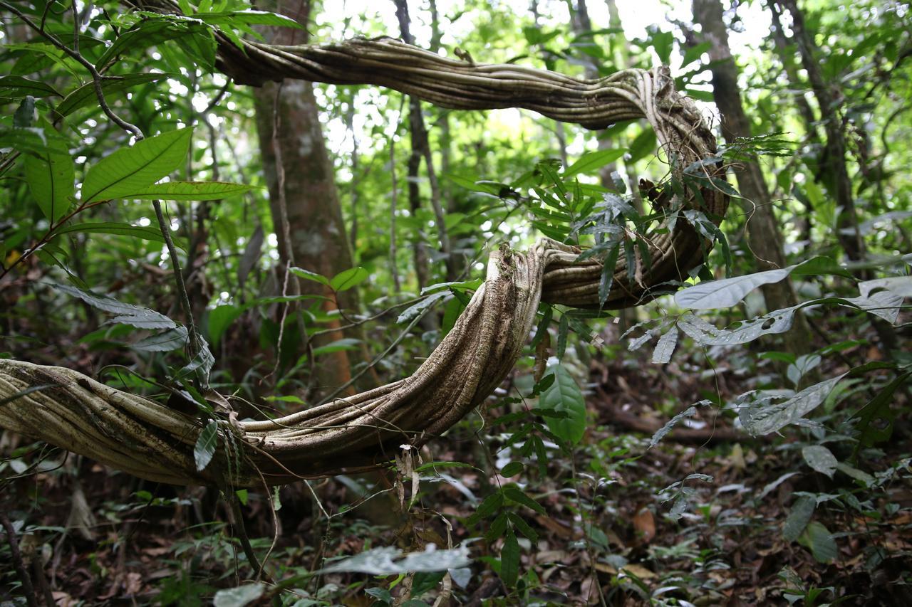 Cecropia Ecolodge La Fortuna Exterior foto